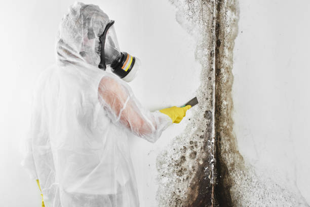 Best Mold Remediation Services  in Barneveld, WI