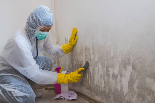 Best Residential Mold Removal  in Barneveld, WI