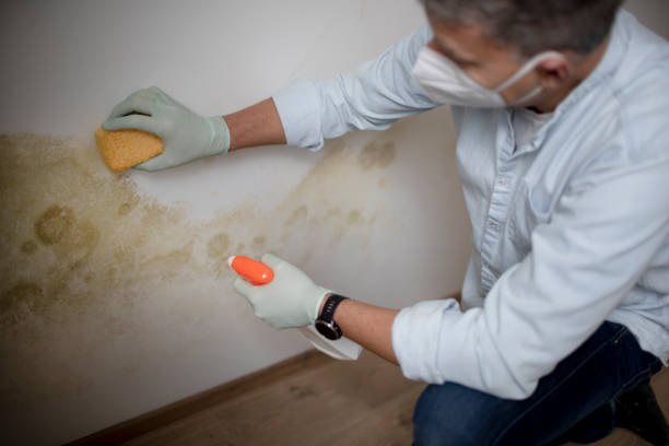 Best Home Mold Removal  in Barneveld, WI