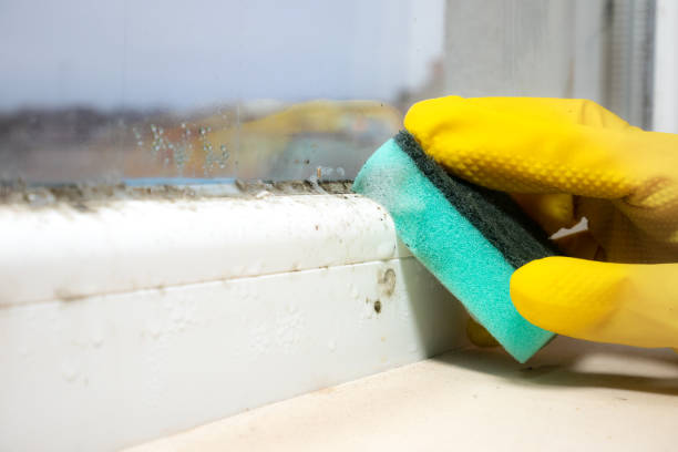 Best Office Mold Removal Services  in Barneveld, WI