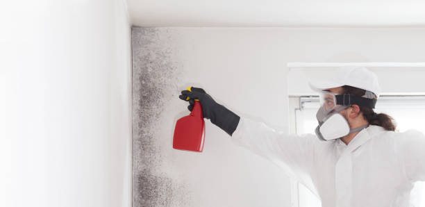 Best Toxic Mold Removal  in Barneveld, WI