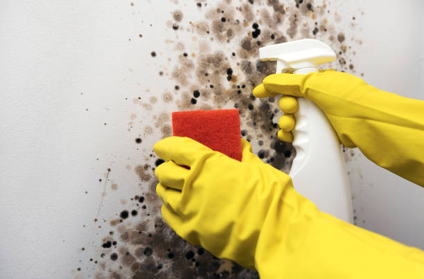 Best Residential Mold Removal  in Barneveld, WI