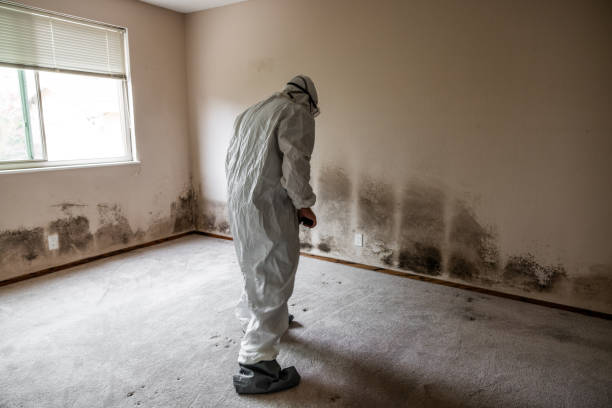 Professional Mold Removal in Barneveld, WI