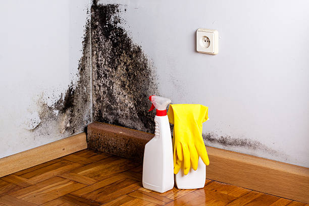 Best Local Mold Removal Service  in Barneveld, WI