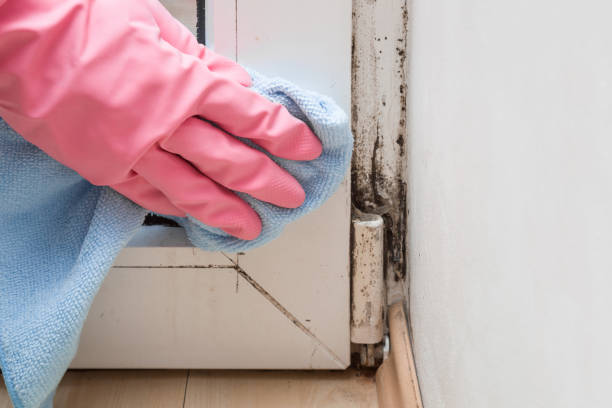 Attic Mold Removal in Barneveld, WI