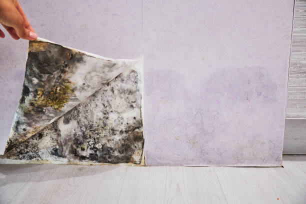 Best Attic Mold Removal  in Barneveld, WI